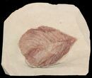 Red Fossil Leaf (Aesculus) - Montana #57700-1